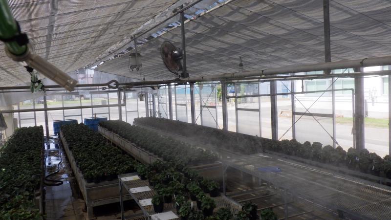 細霧装置の稼働様子1