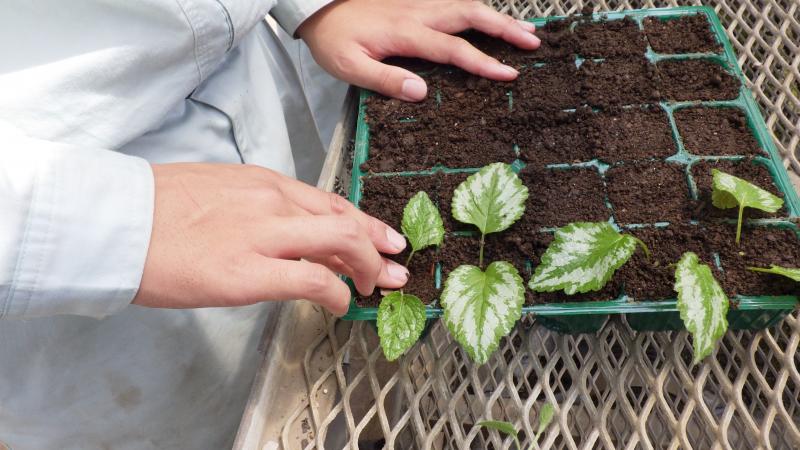 ラミウムの挿し木実習