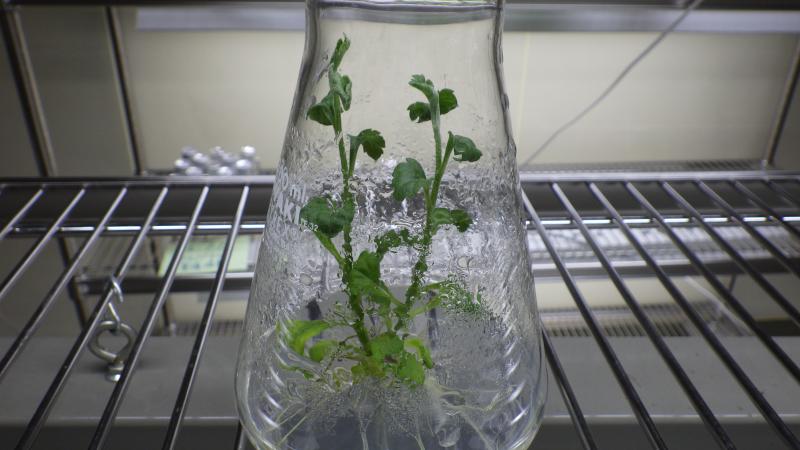 キクの苗の様子