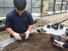 シクラメンの鉢上げ実習1