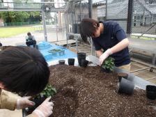 シクラメンの鉢上げ実習2