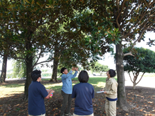 樹木の観察と記録