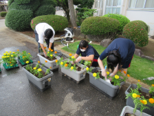 プランター植え替え作業2