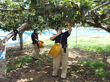 梨園での収穫作業1