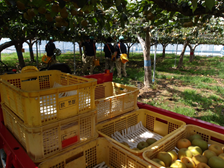 梨園での収穫作業2