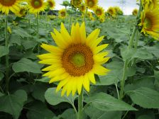 ヒマワリの開花風景2