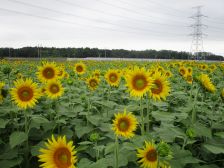 青空とヒマワリ