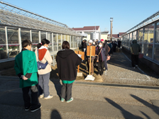 並べられた鮮やかなシクラメン