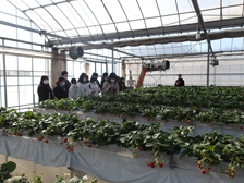 いちご農家視察